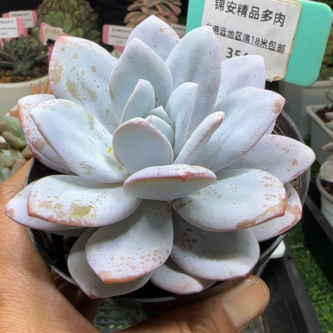 锦安精品多肉植物354