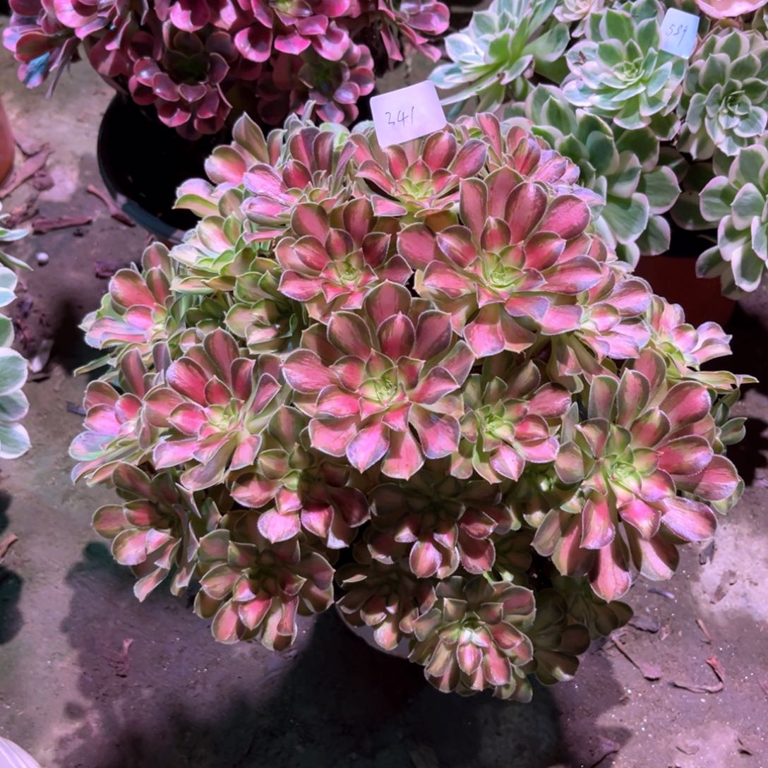 多肉植物韶华00341