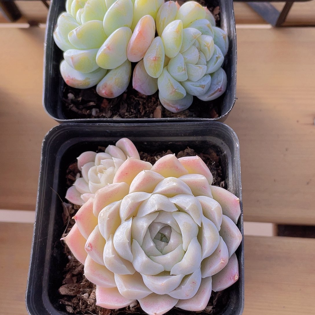 914号 糖心冰玉杂加白月影