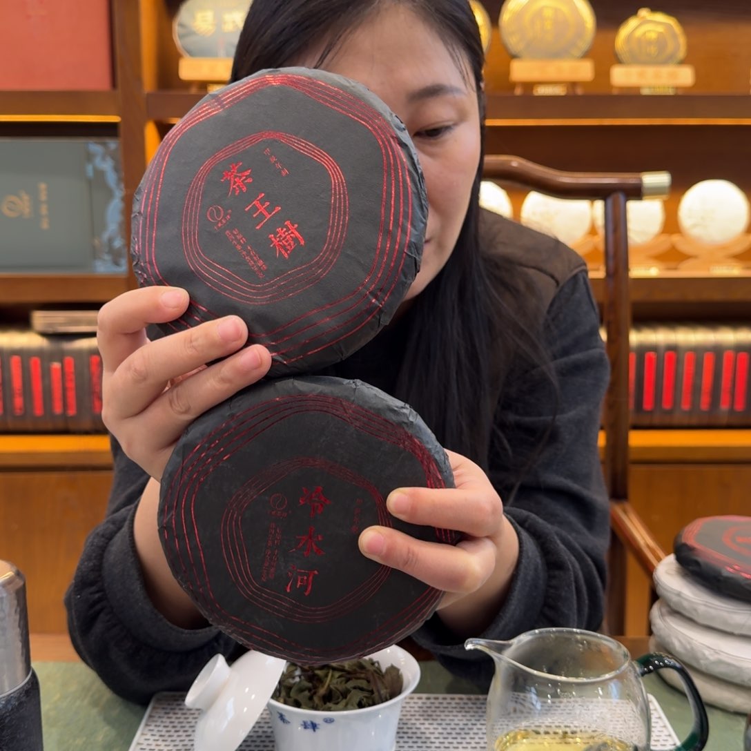 普洱茶生茶2024冷水河2024年茶王树