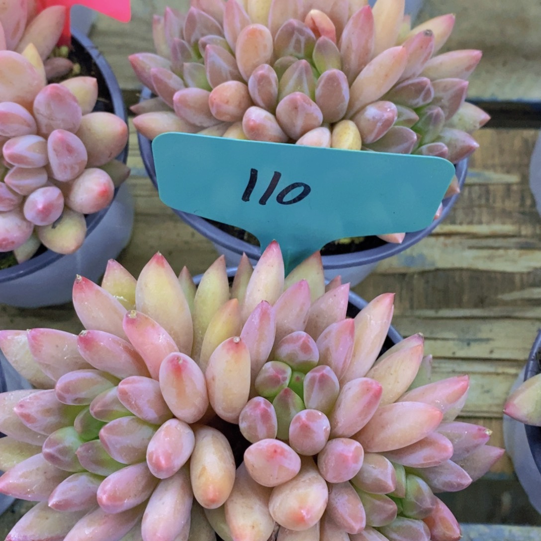 8.7秋天的第一颗多肉