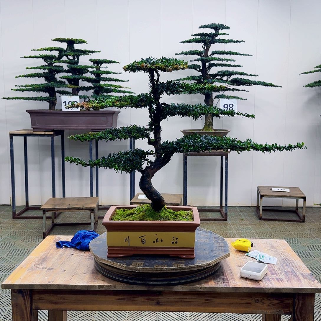 无花朵珍珠罗汉松造型盆景