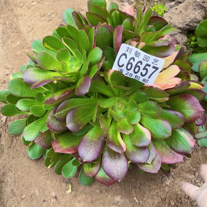 C****^6657多肉植物法师法师法师