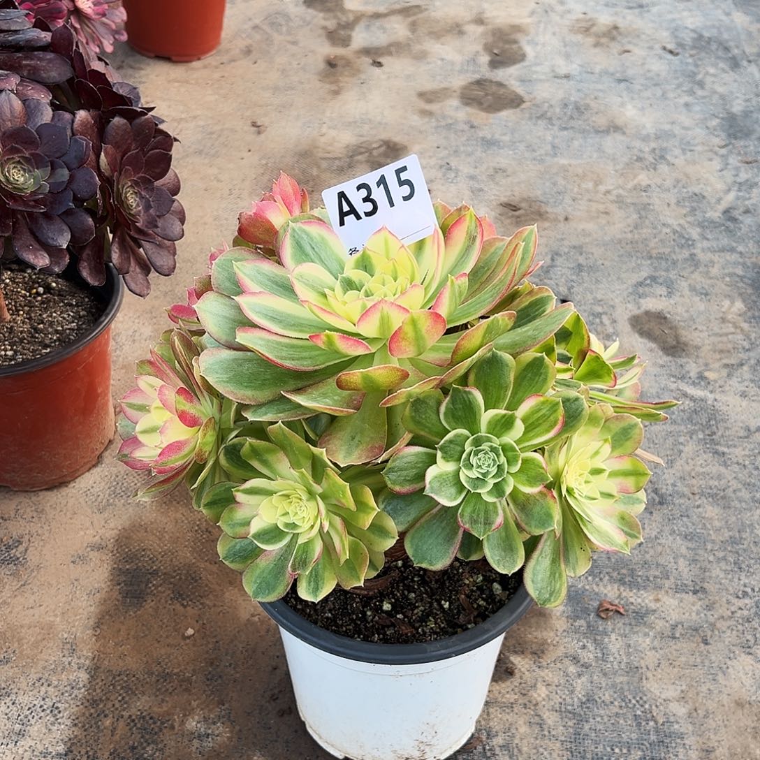 多肉植物玉姿315多肉