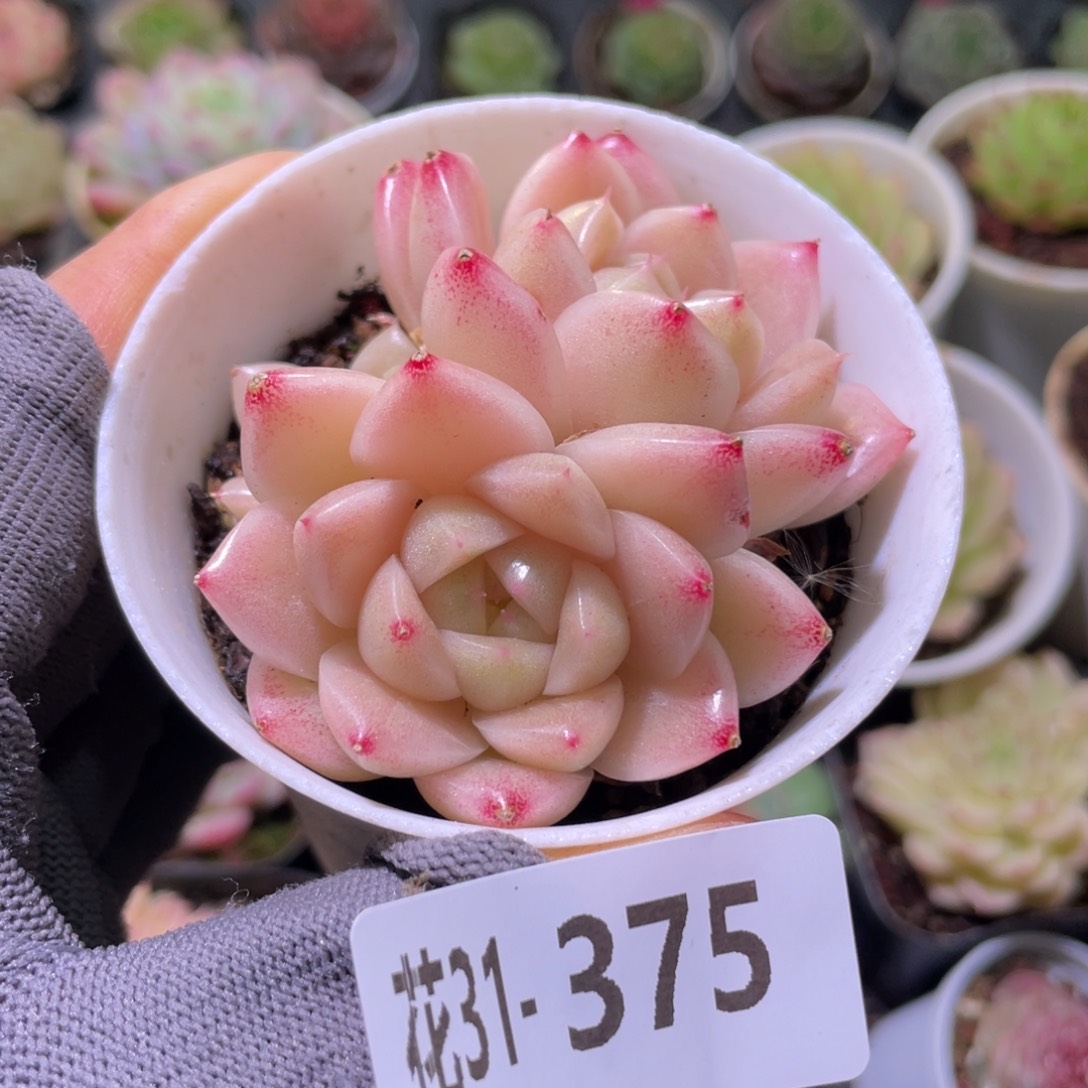 花利美31-375麦秆