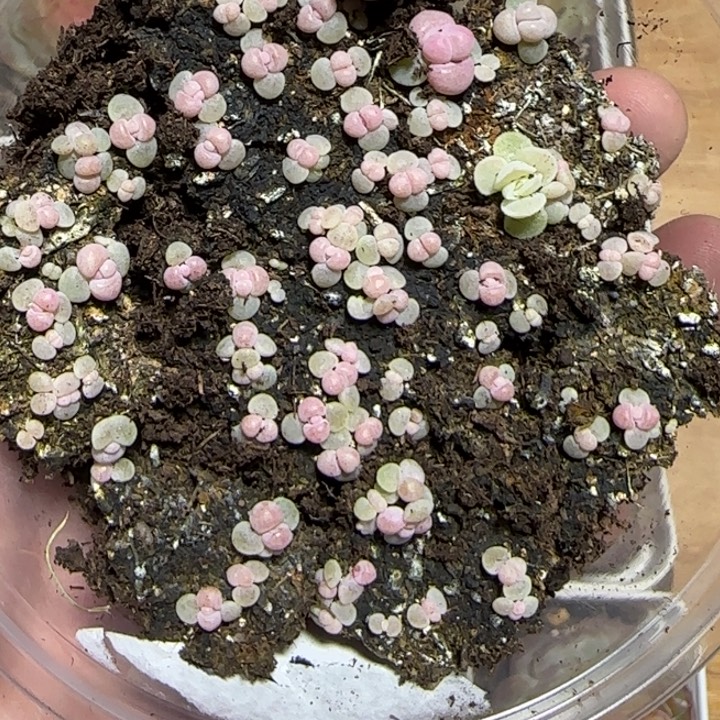 彩虹奶酪种播苗保底30颗