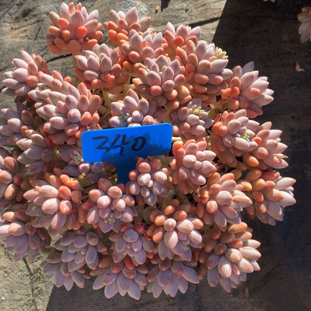 星黛露727272772727