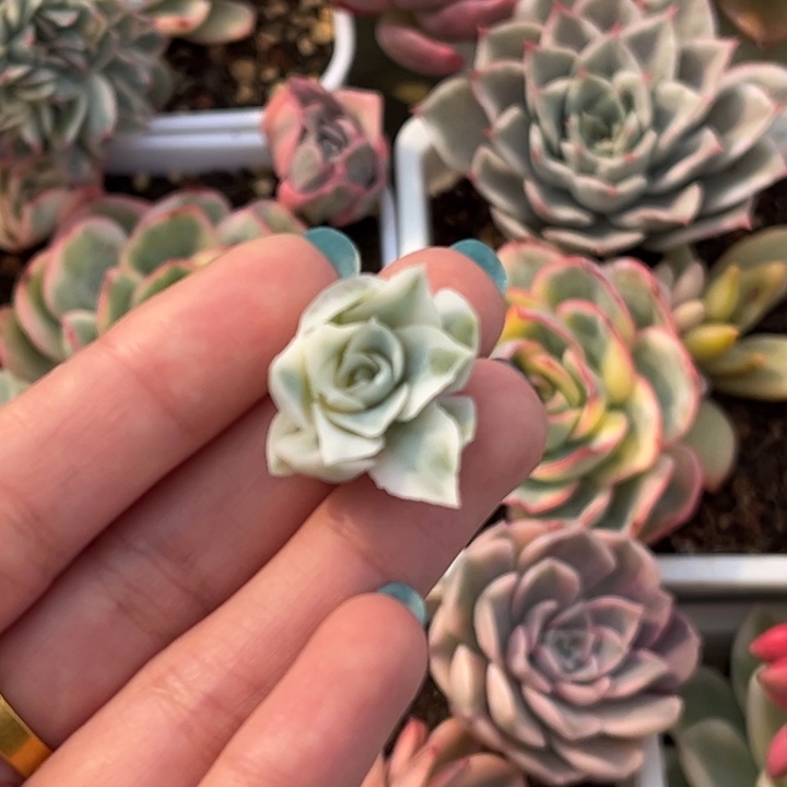 蓝丝绒锦一颗价格