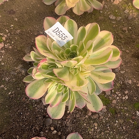 555玉姿多肉法师锦