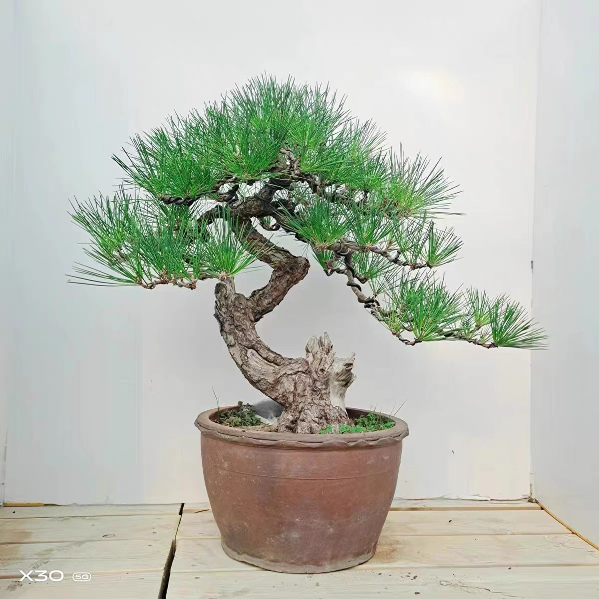 黑松盆景直播间专用链接