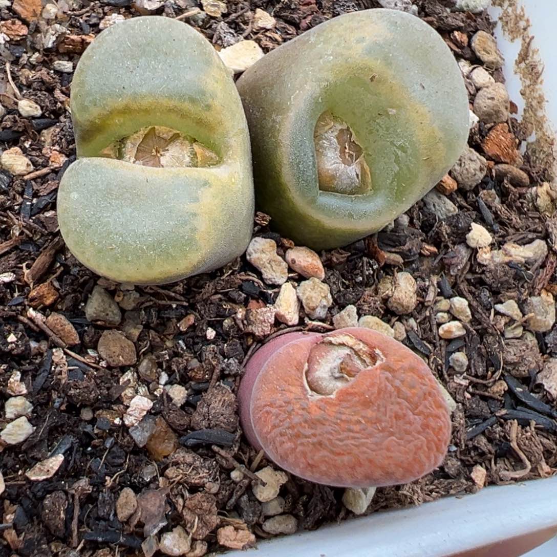 1.17好看的多肉358