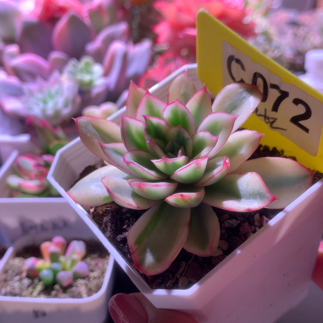 红花女王覆轮锦有根