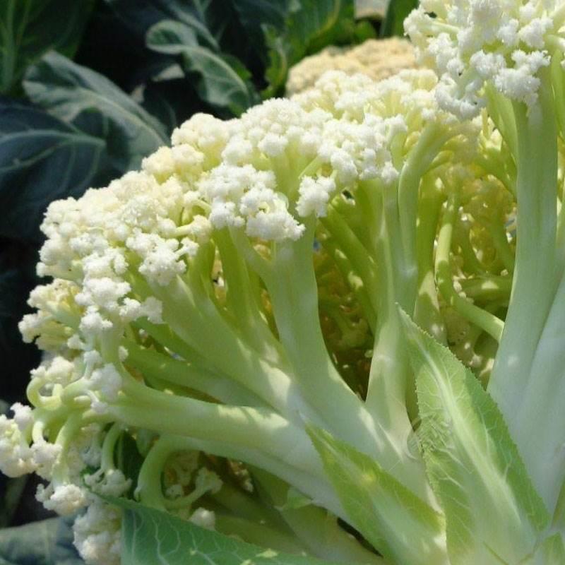 青梗松花菜苗秧苗花菜苗秧蔬菜苗西兰花花椰菜苗子阳台盆栽菜花苗