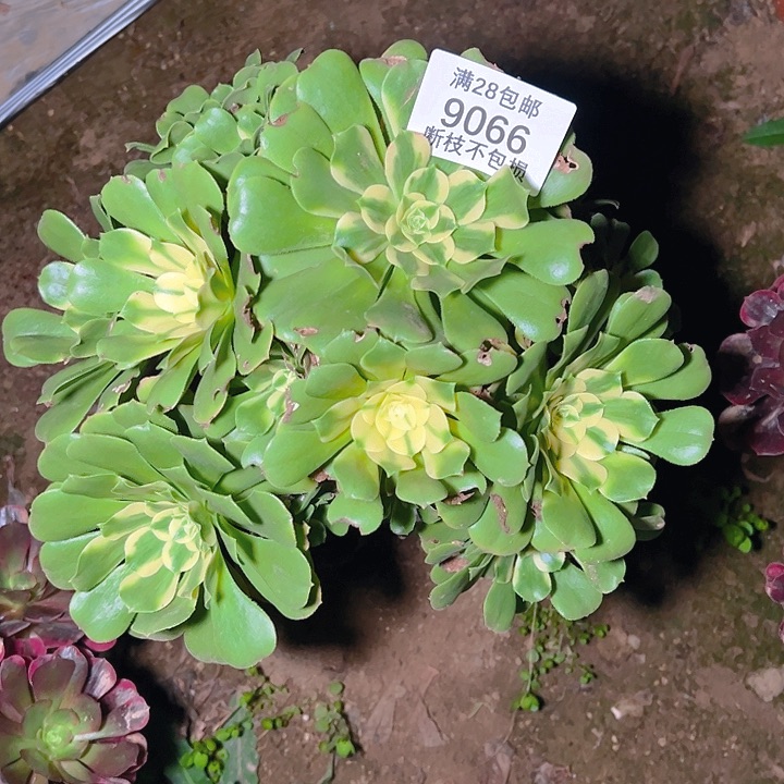 用***69066辛尼亚多肉植物