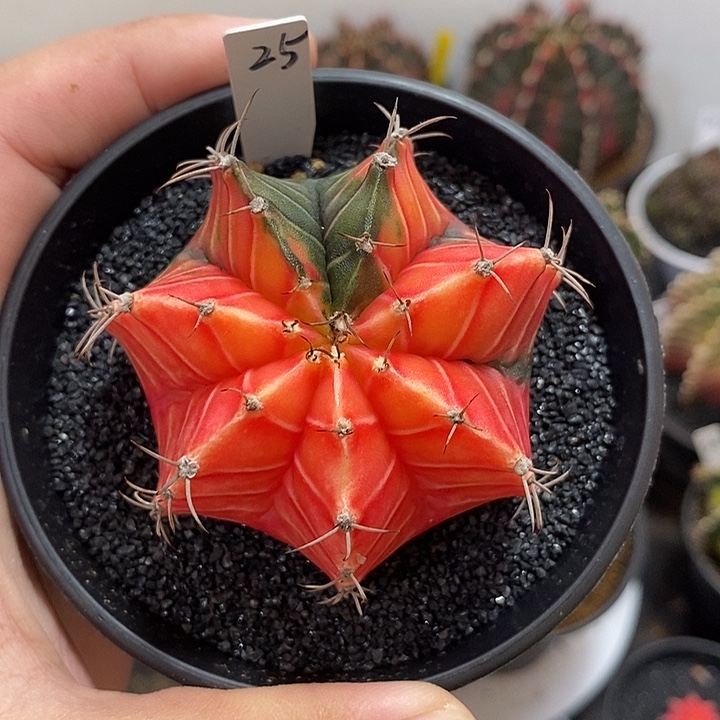 精品米哈——元旦福利14