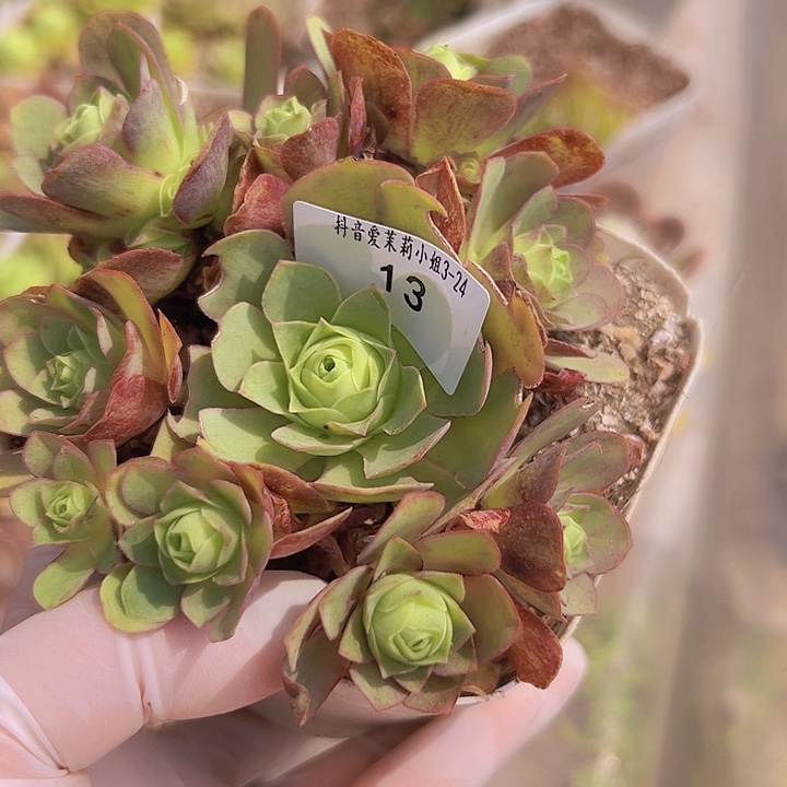 山地玫瑰多肉植物15