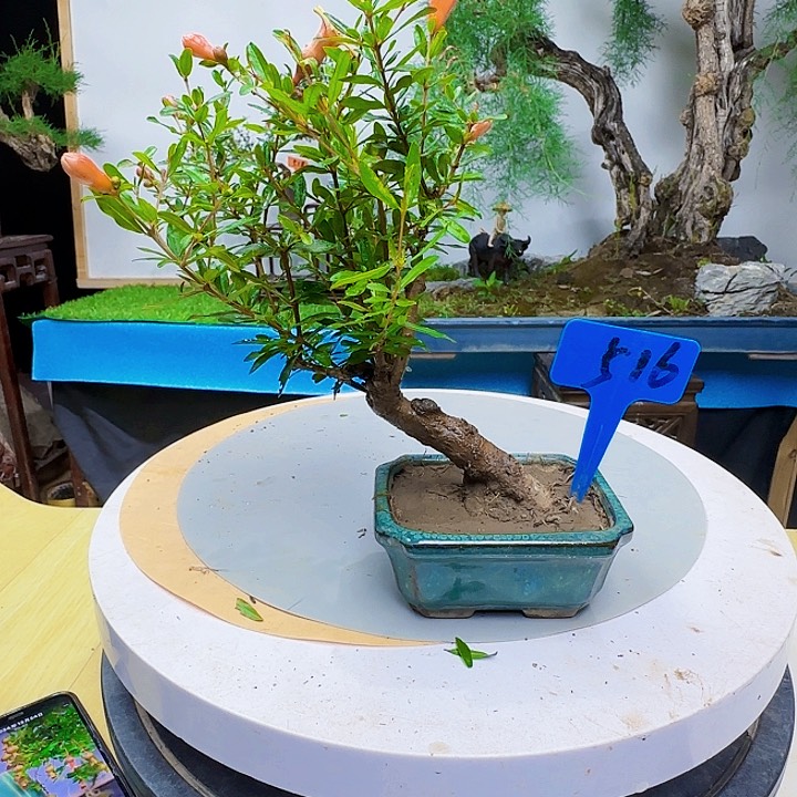 生***虎俄美之间易产生纠纷