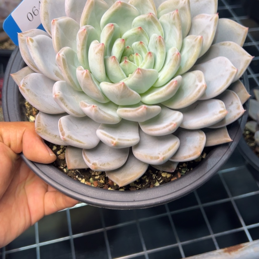 妃****Y0641多肉多多多多多多的饿