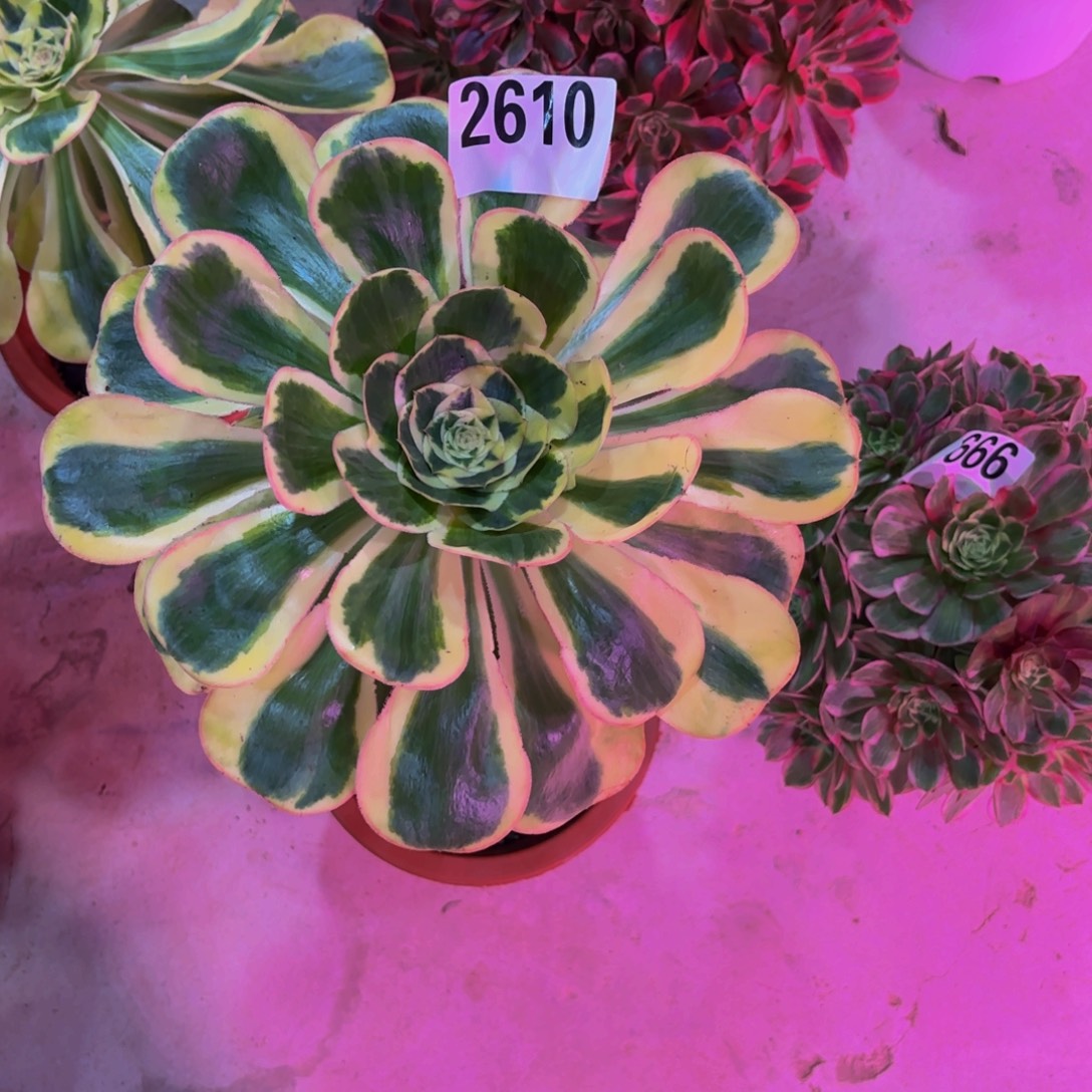 无花朵2610颜姿锦111111