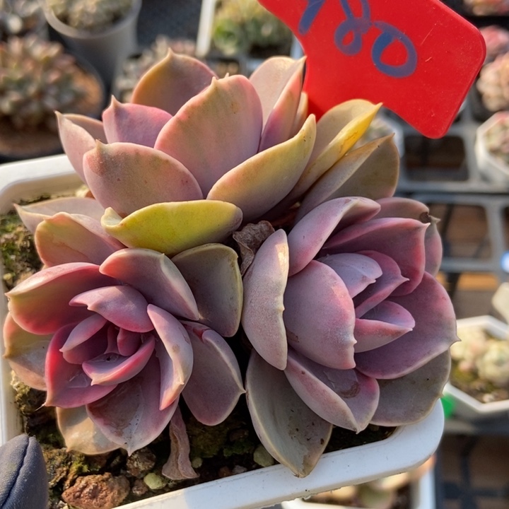 980彩虹多肉植物保护