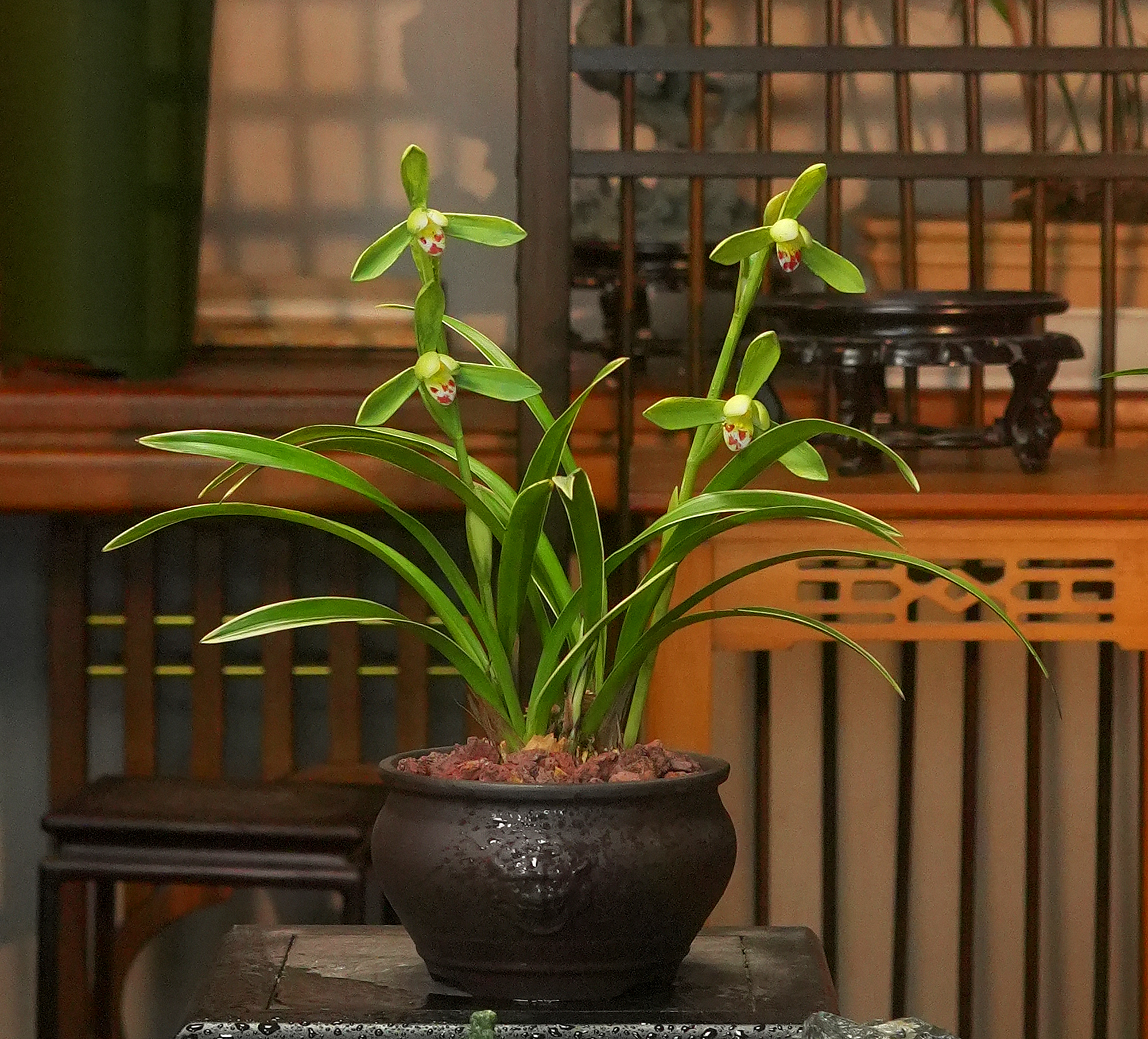 建兰铭品【金边翠云】带陶瓷盆幽香兰花室内好养易活