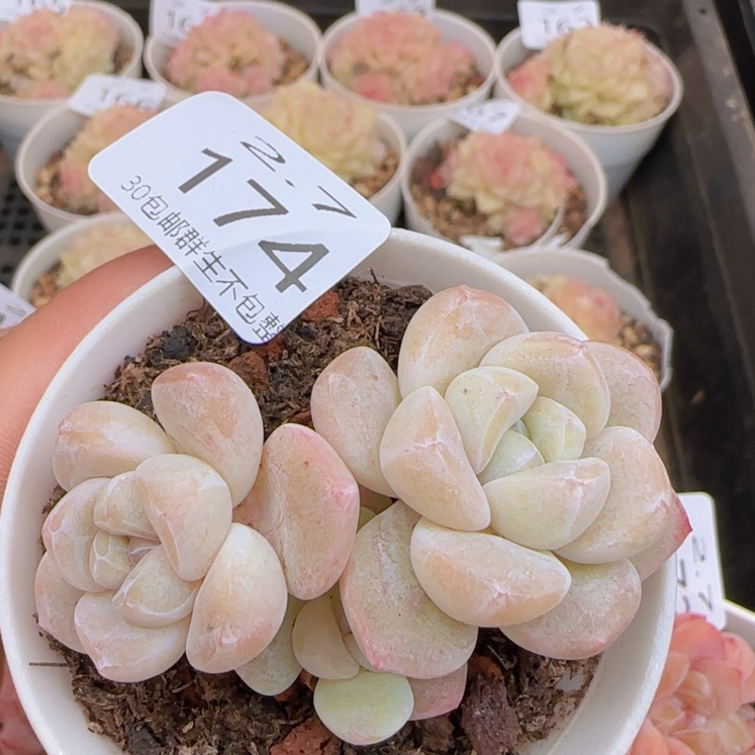 飘枝冰玉白体糖心冰玉