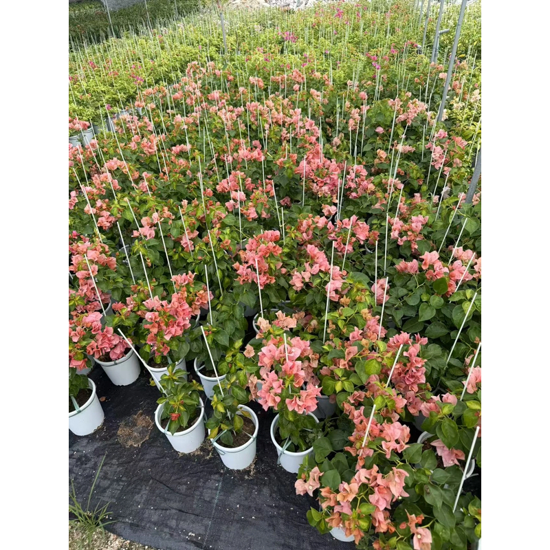 新品勤花品种三角梅大苗好养易开花花卉基地带花适合庭院种植