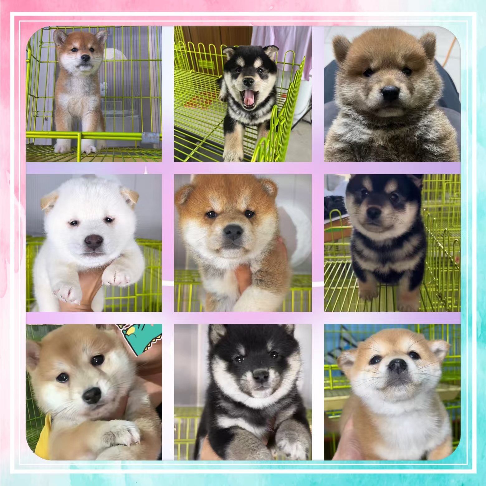 （宝柱家小柴）狗狗活体