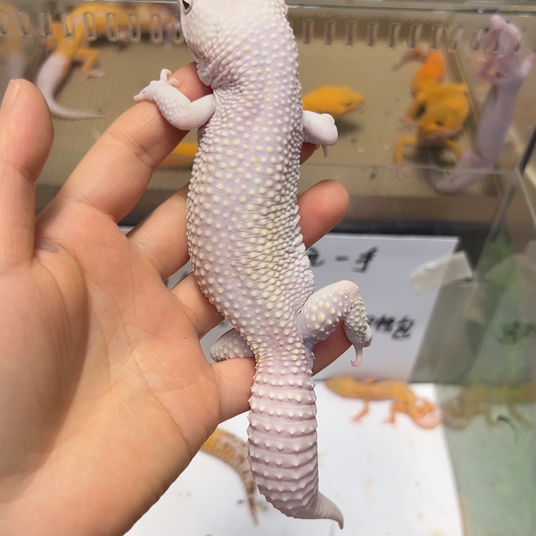 豹纹守宫豹纹守宫