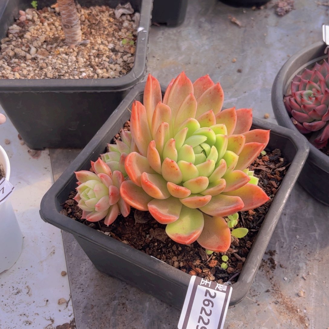 东云多肉植物26229