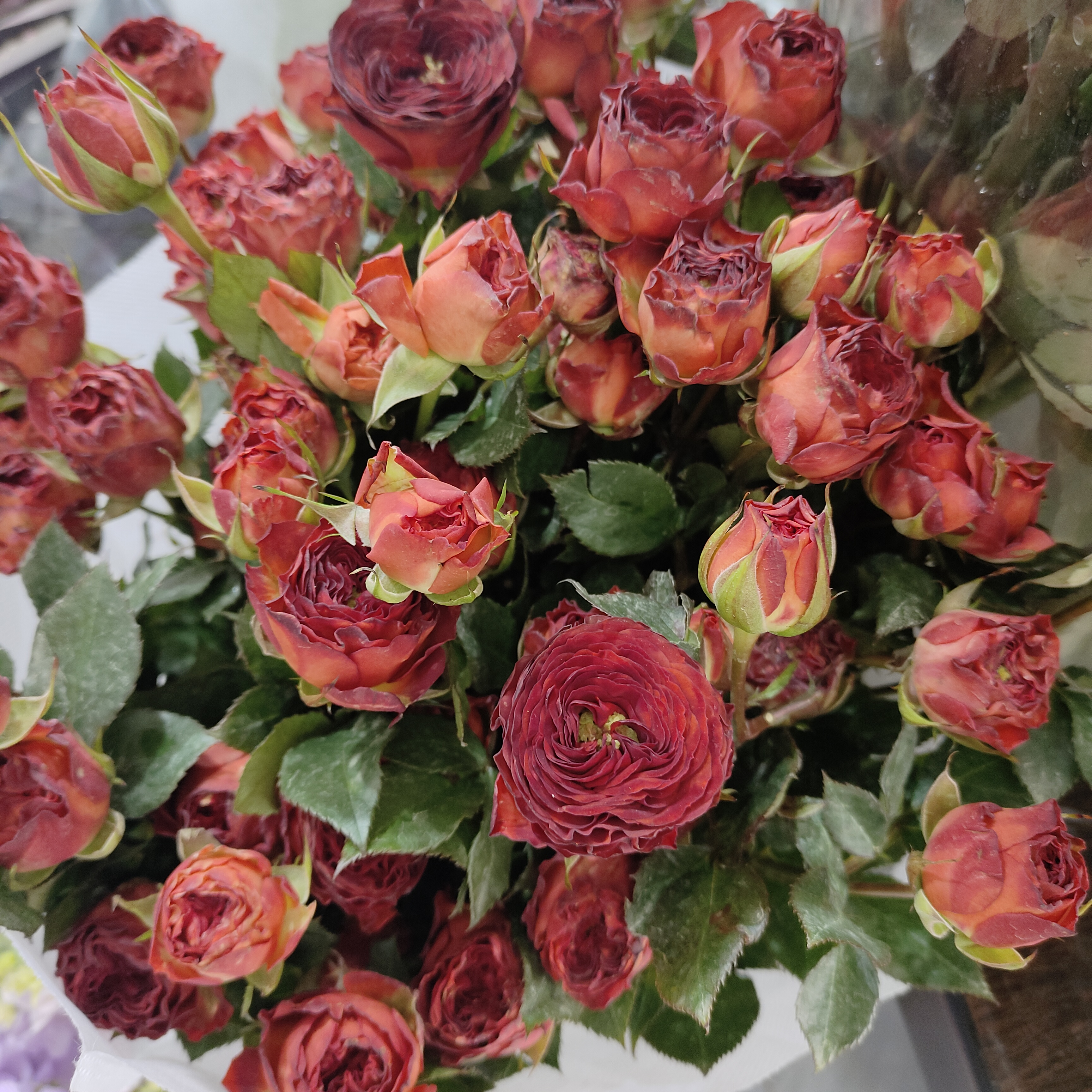 5支巧克力泡泡  家居鲜花  配送范围江浙沪皖