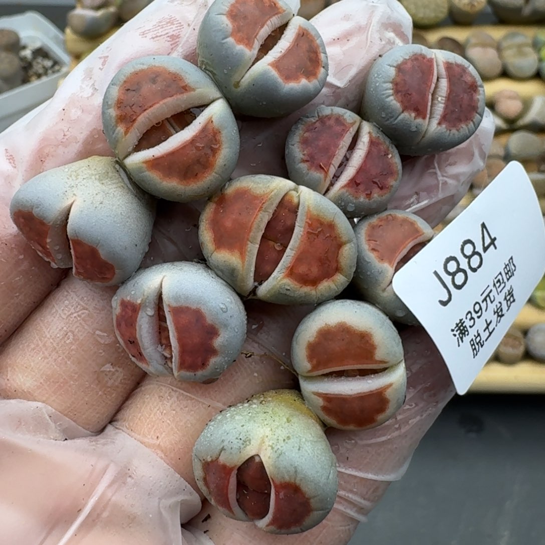 884哈哈哈哈哈哈哈哈多肉