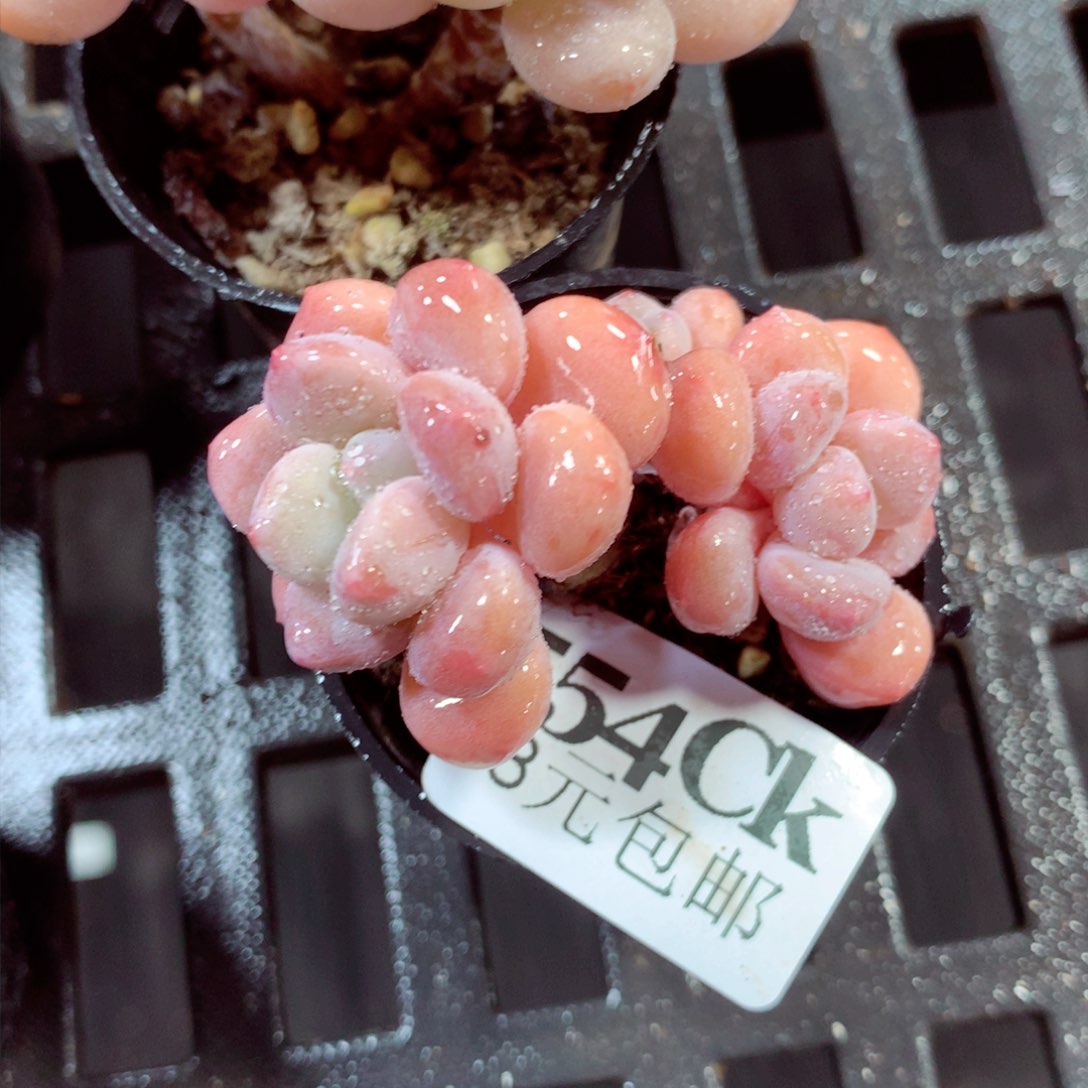 5厘米盆精控多肉554