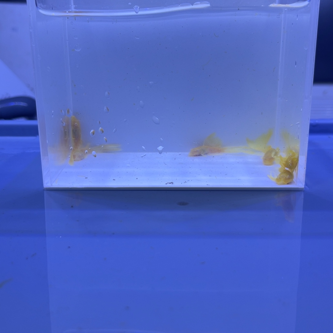 孔雀鱼大帆6条开箱视频报损