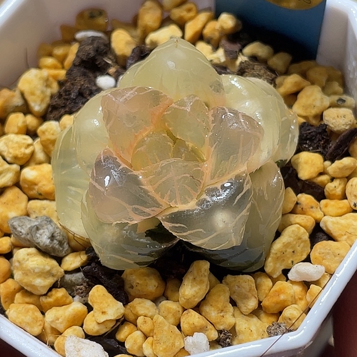 527糊斑皓月玉露锦特选福利