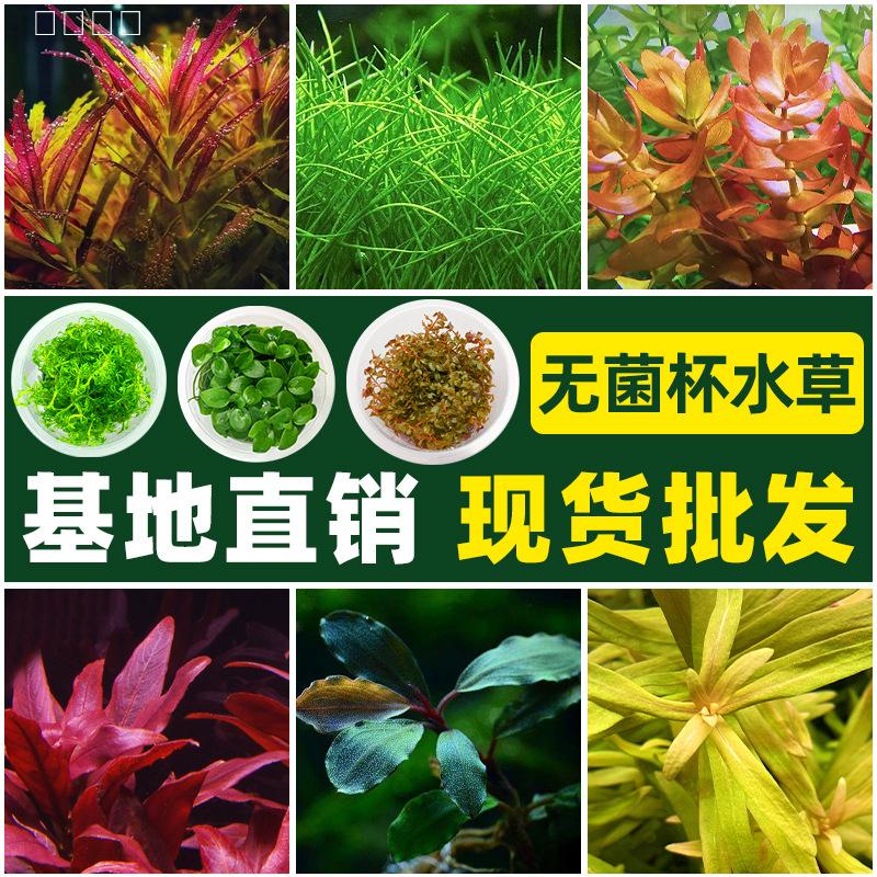 无菌水草杯水草植物真草造景阴性牛毛水草前景水草矮无菌杯