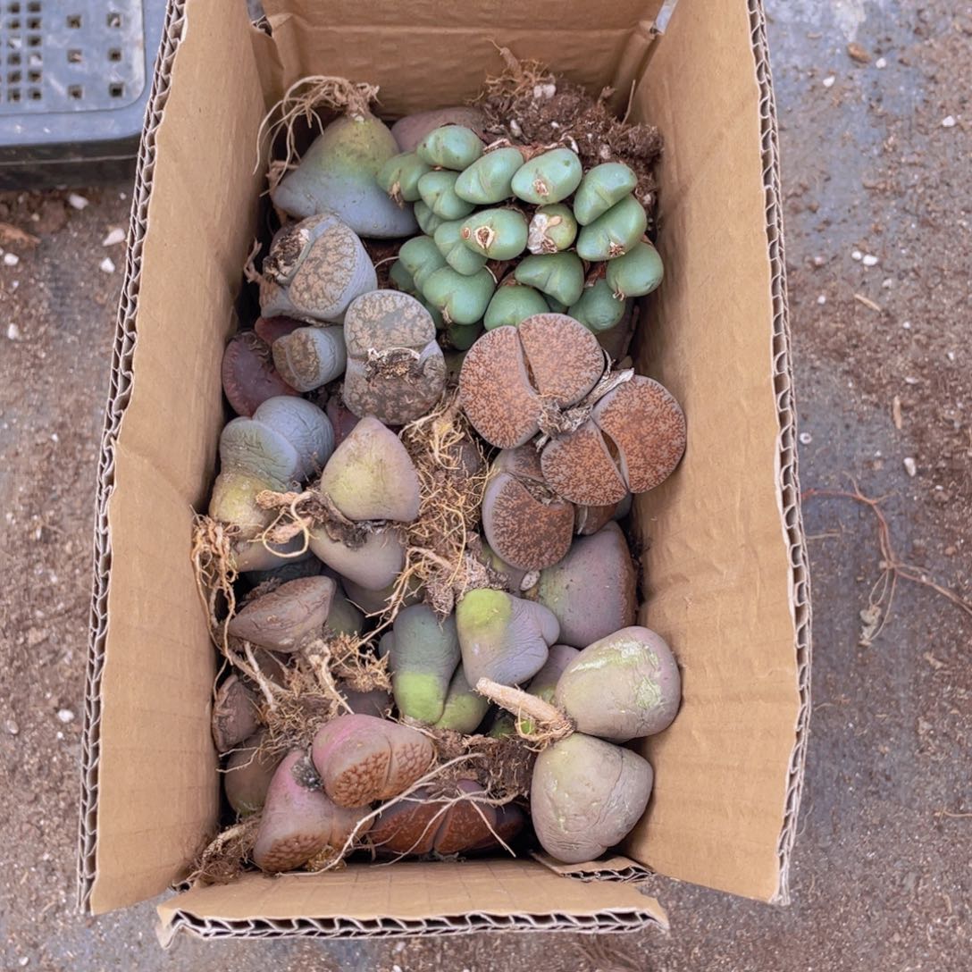 一箱母本88888888888888