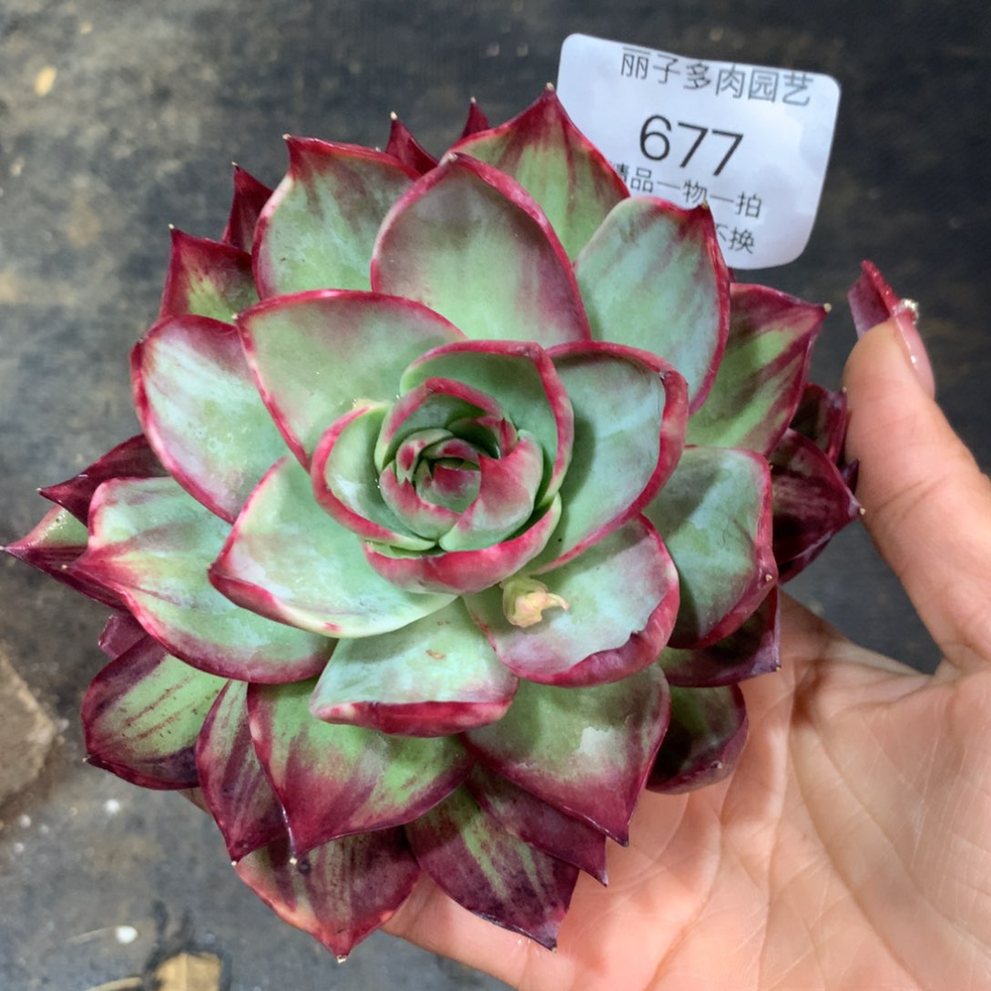 ?****?677多肉植物惊鸿14厘米