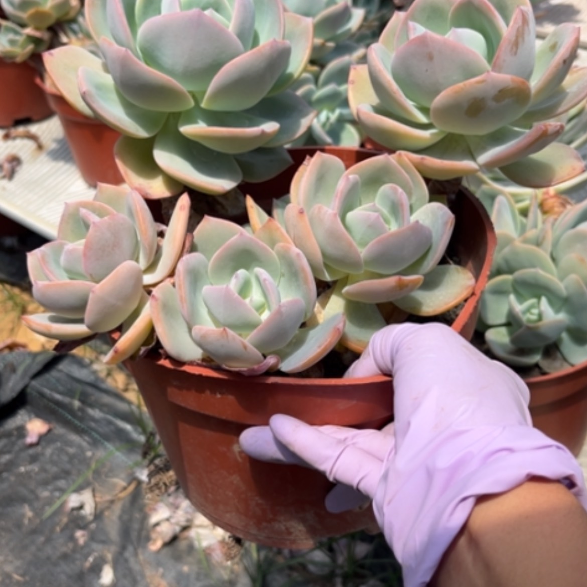 【闪购商品】珍**片凤