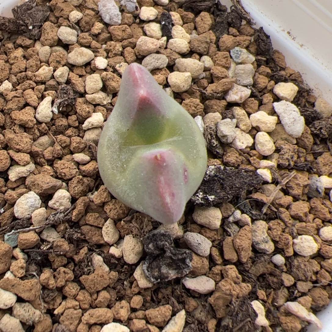 0167号空蝉 多肉植物