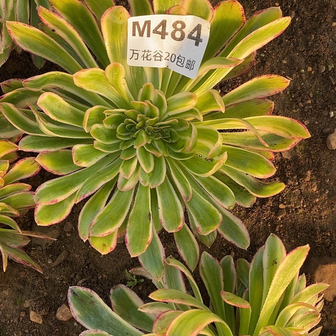 484微锦锦缀多肉植物