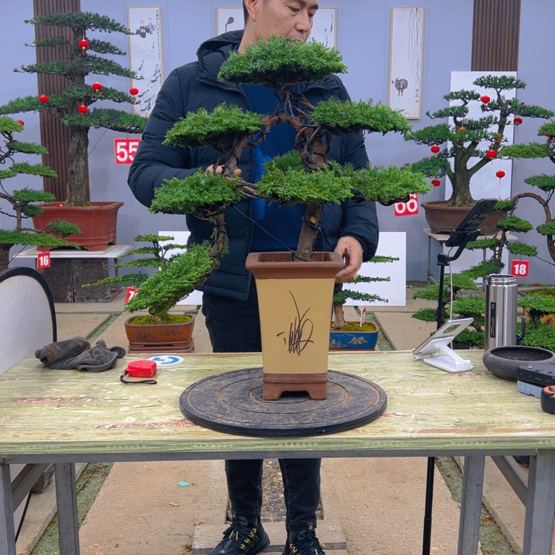 盆景龙爪松造型盆景