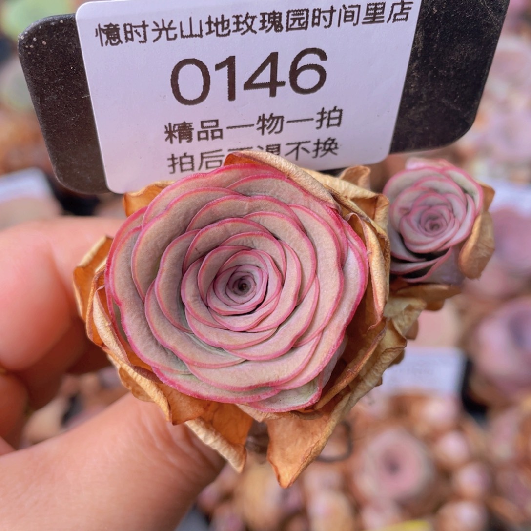 山地玫瑰0146裸根发货断枝不包损不售后
