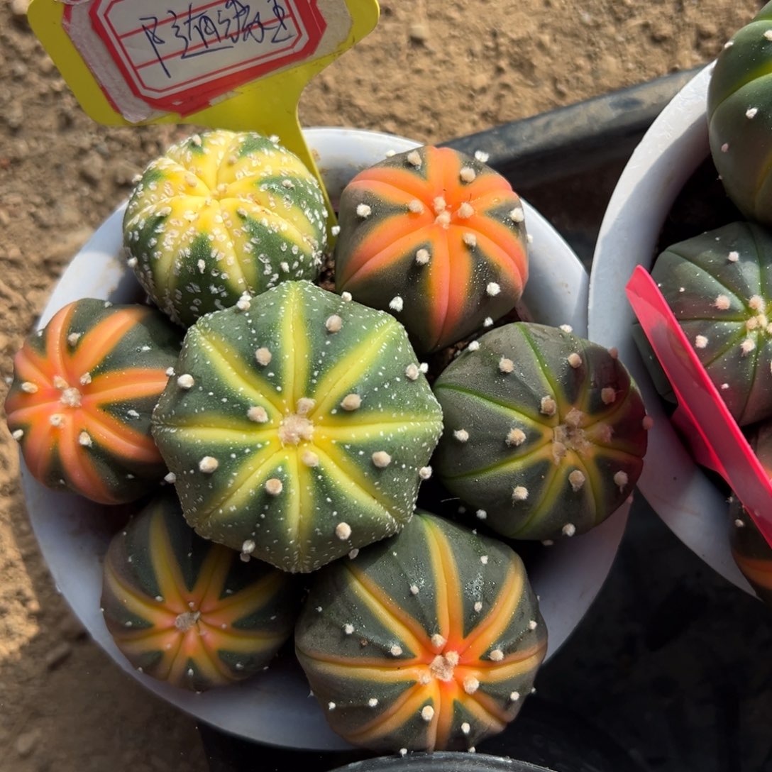 随***王零零落落 零零落落