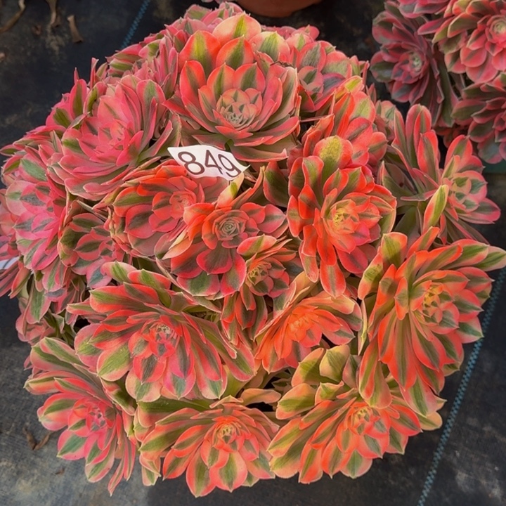 00000000000849女巫多肉植物