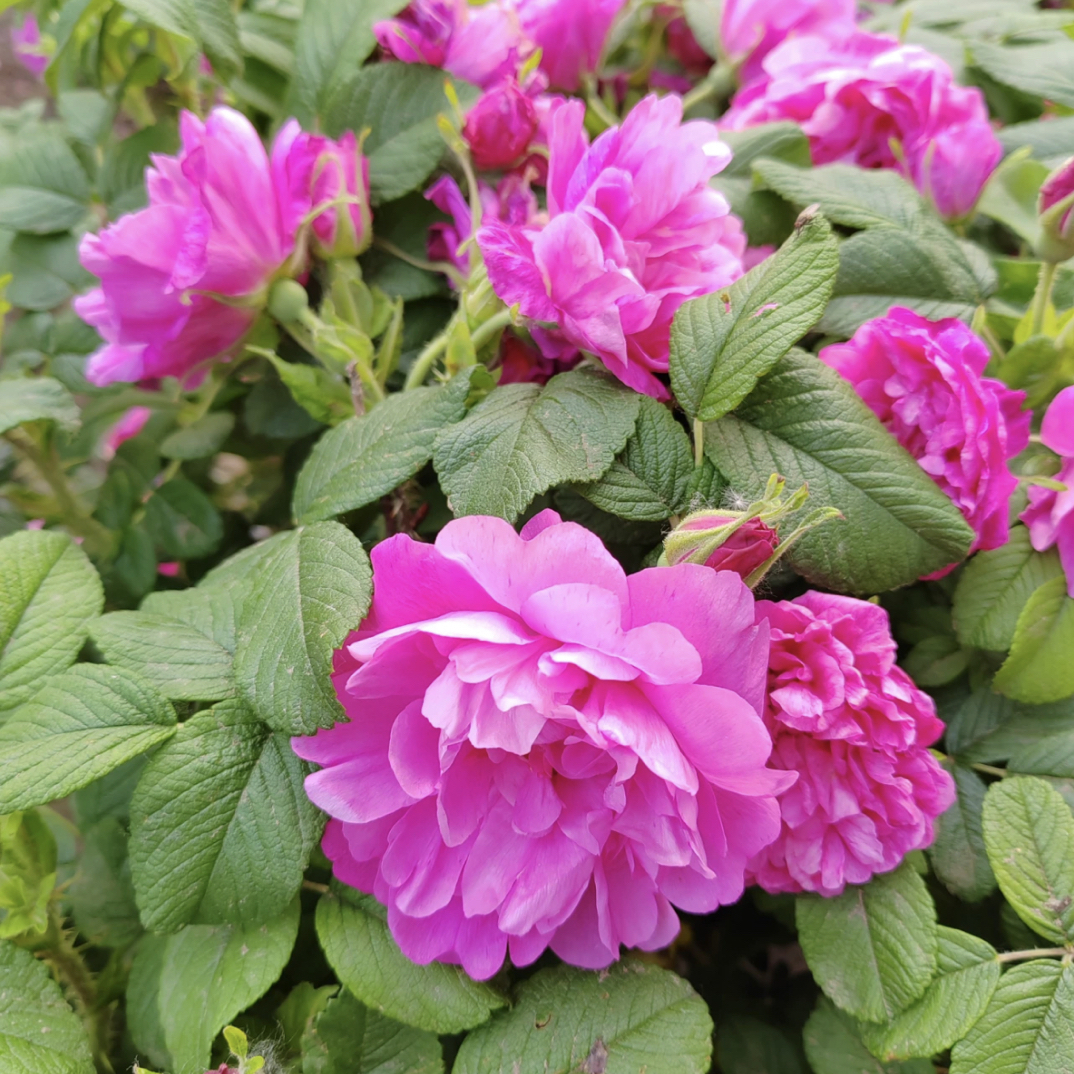 清棚处理食用玫瑰花苗【一物一拍专用链接】