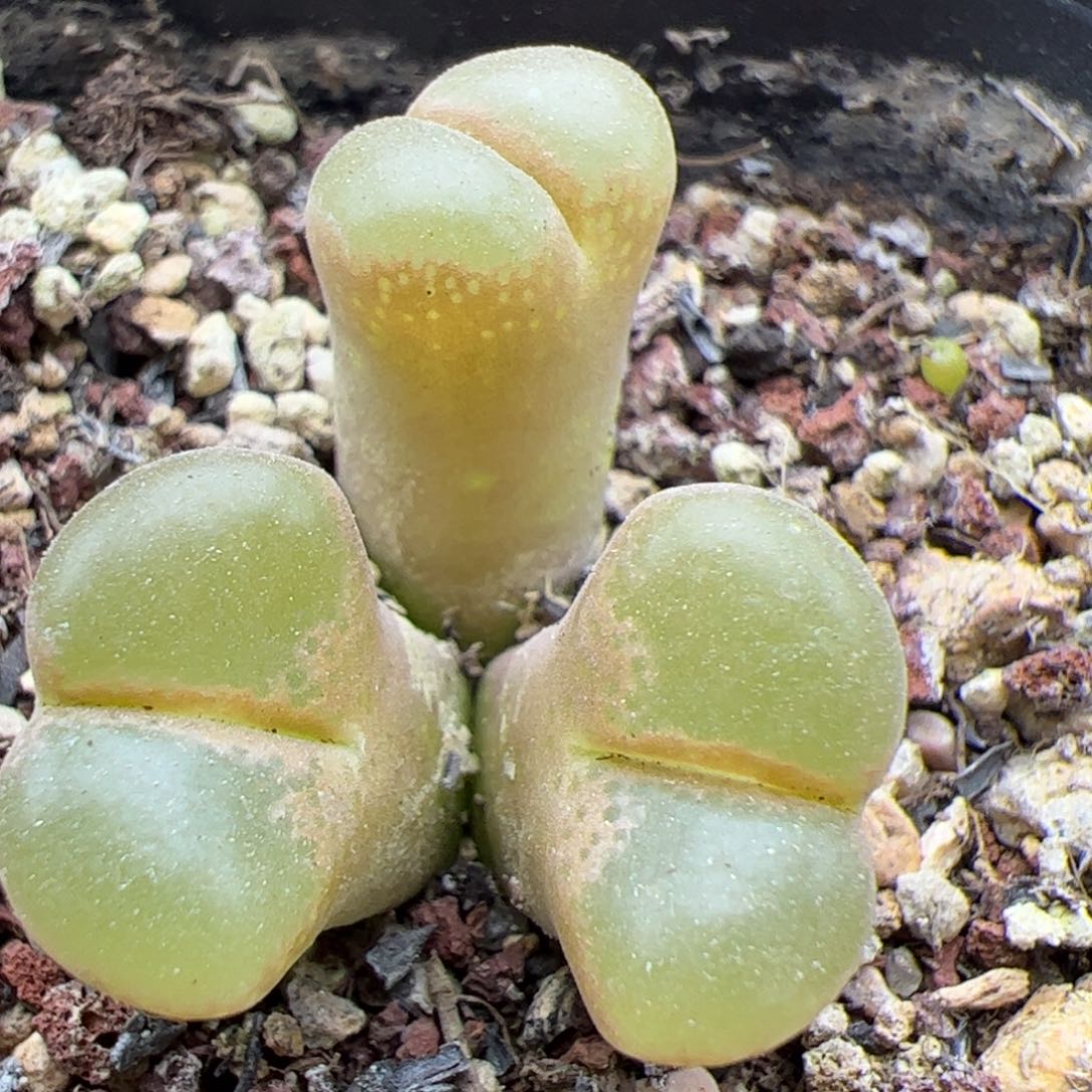 好看的小肉肉22080