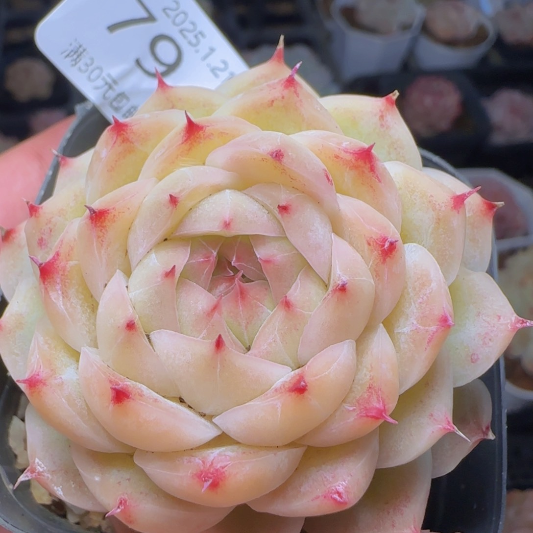 女王麦秆单头一颗脱土