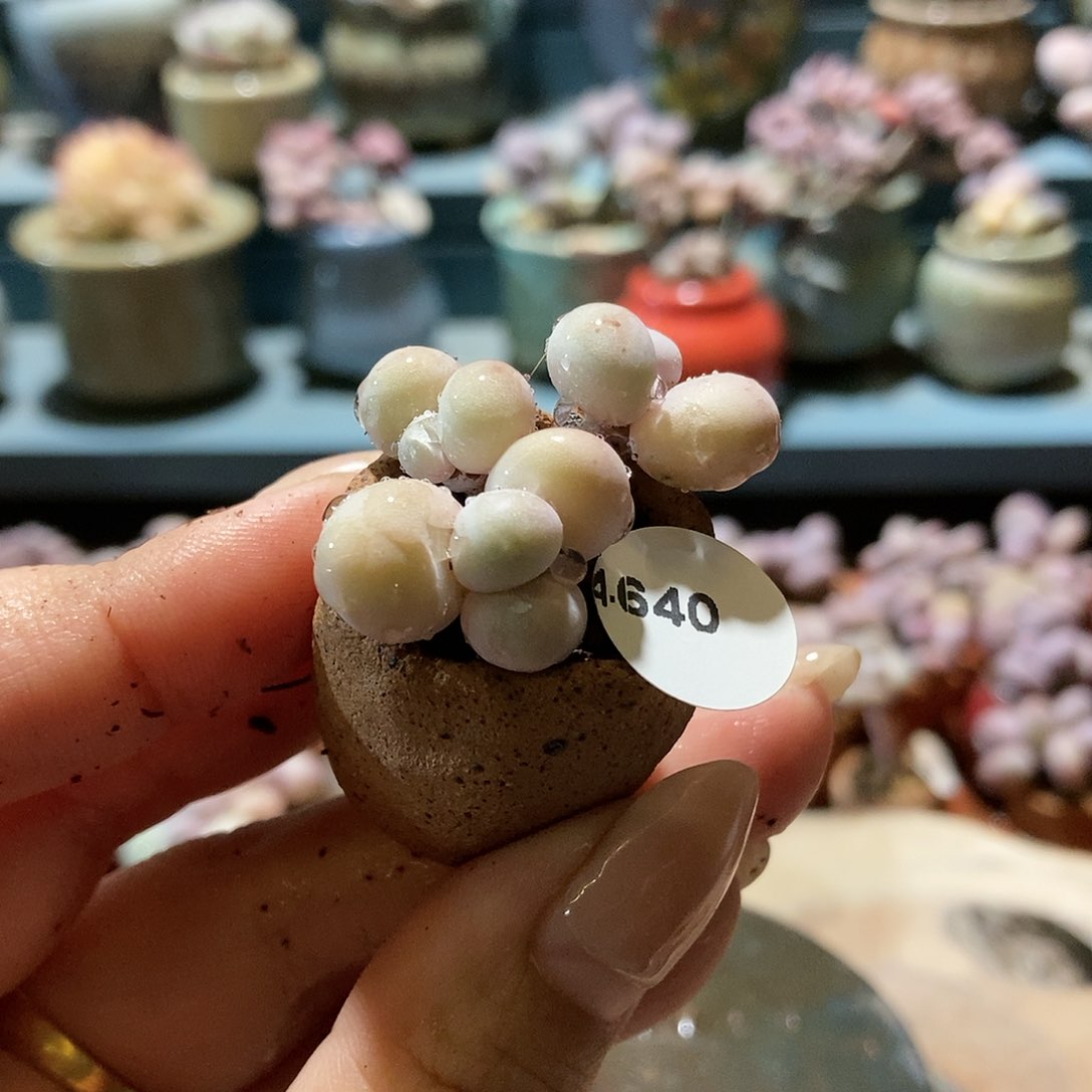 4640水光针奶酪带盆土e