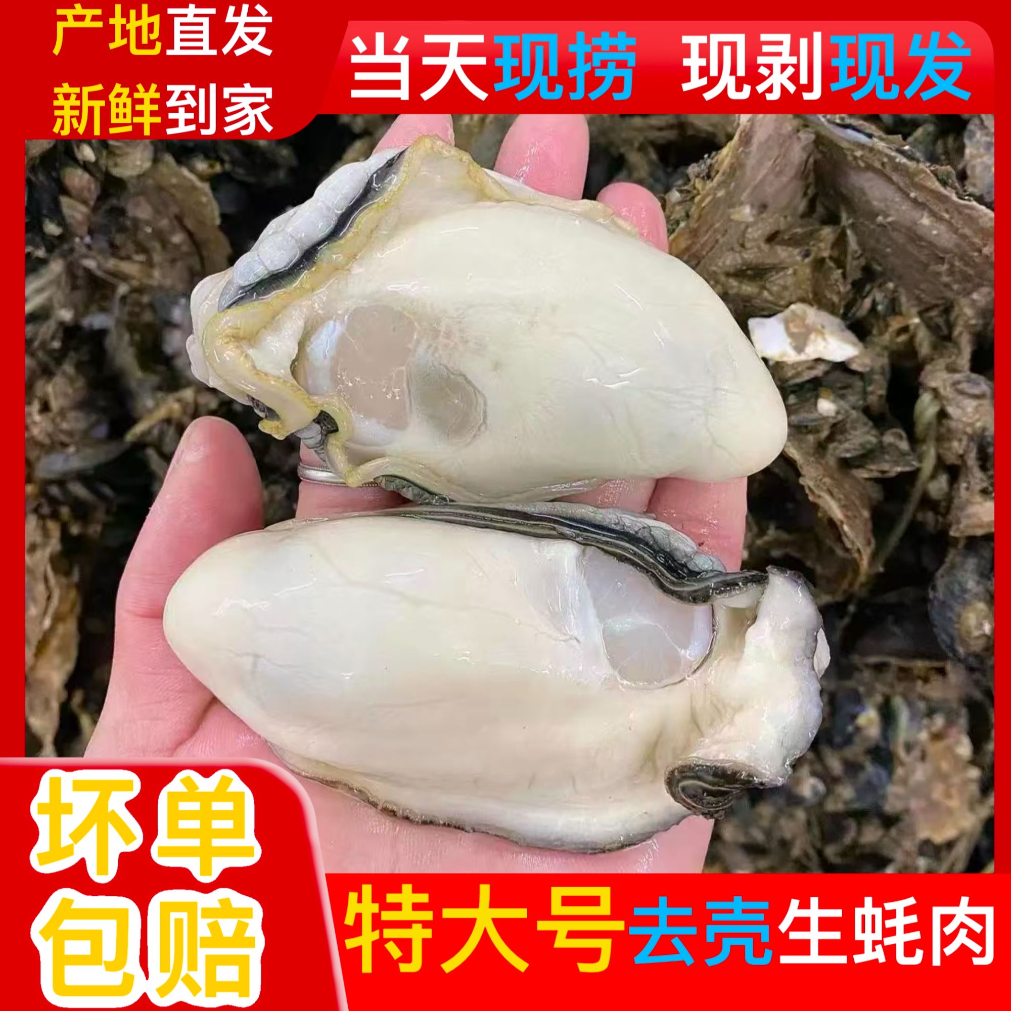 到手大号10盒）连云港现剥现发大生蚝肉250克/盒（每盒5-8只左右）